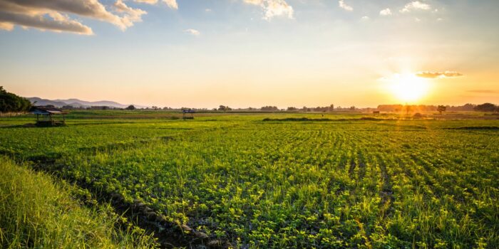 9 Crop field